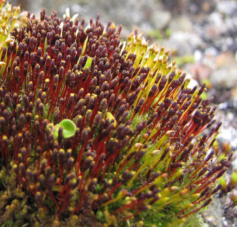 Tetraplodon urceolatus